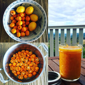 Easiest ever cumquat kumquat jam recipe. No pectin.