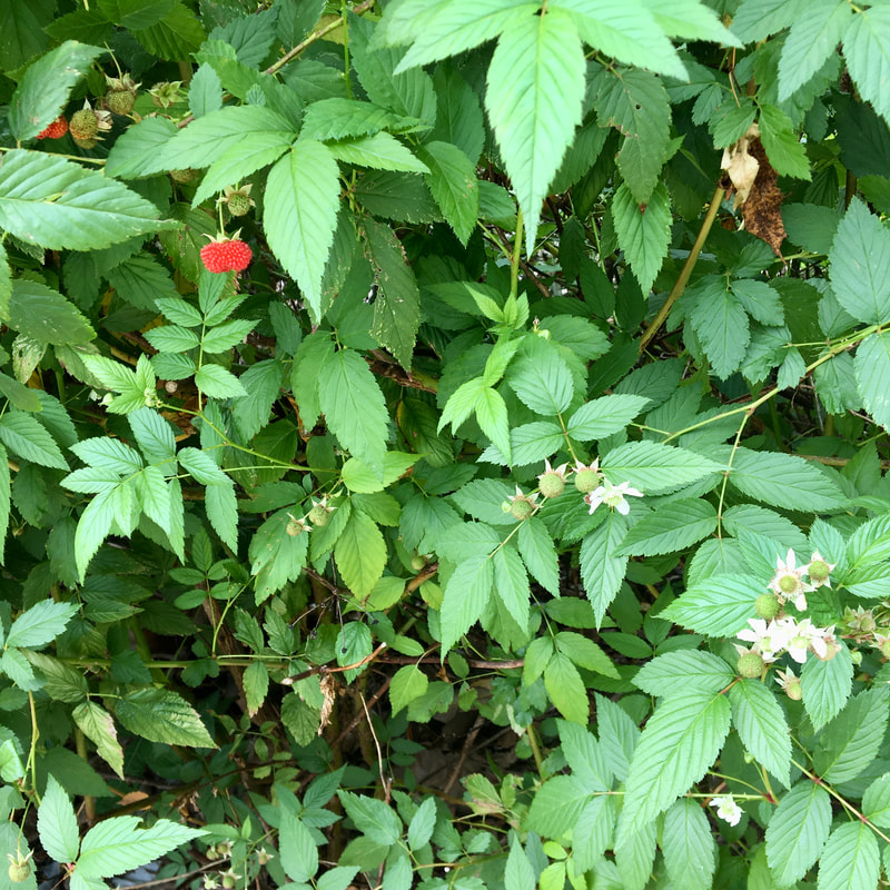 Rubus probus, Atherton raspberry, native Australian raspberry, bush tucker, foraged food